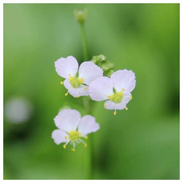Alisma plantago aquaticum