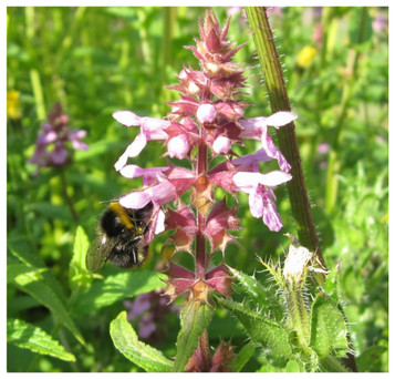Stachys palustris