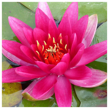 Nymphaea James Brydon