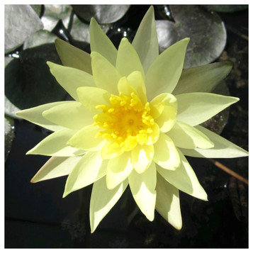 Nymphaea Odorata sulphurea
