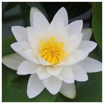 Nymphaea Virginalis - White Water Lily