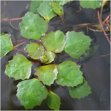 Trapa natans plant - Water Chestnut 