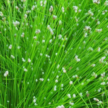 Scirpus cernuus - Fibre optic plant