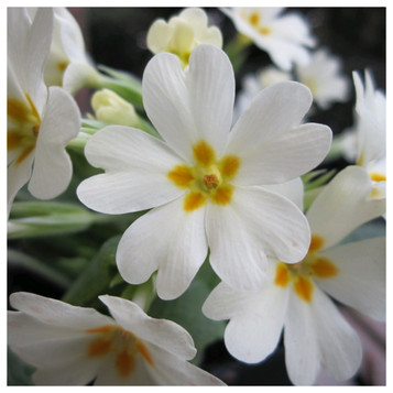 Primula Vulgaris