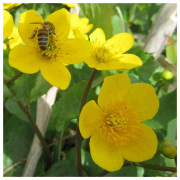 Caltha palustris - Marsh Marigold