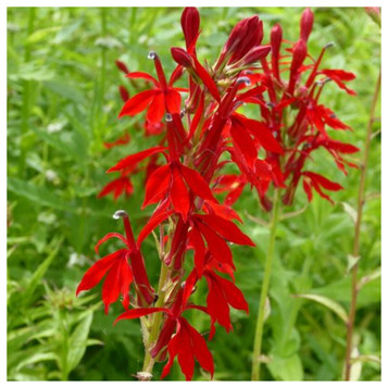 Lobelia cardinalis - Scarlet Lobelia