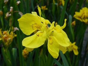 Iris pseudacorus | Yellow Flag | UK Grown | Direct Delivery