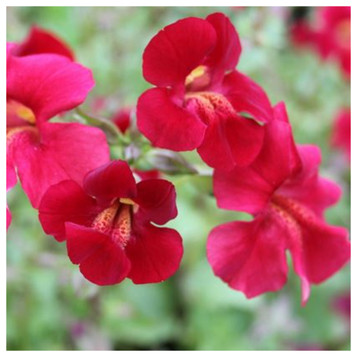 Mimulus cupreus 'Red Emperor'