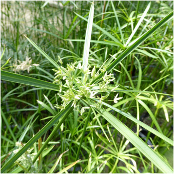 Cyperus alternifolius - Umbrella Palm