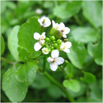 Rorippa nasturtium aquaticum  - Water Cress