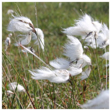 Eriophorum angustifolium