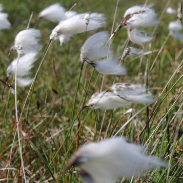 Cotton grass - Bog cotton