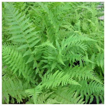 Athyrium filix femina - Lady Fern