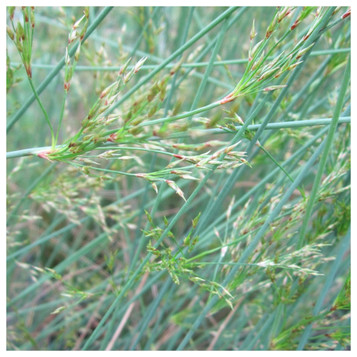 Juncus inflexus