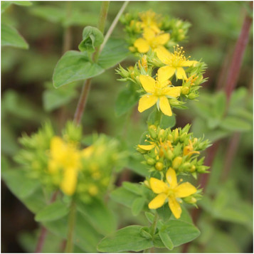 Hypericum elodes - Marsh St John's wort