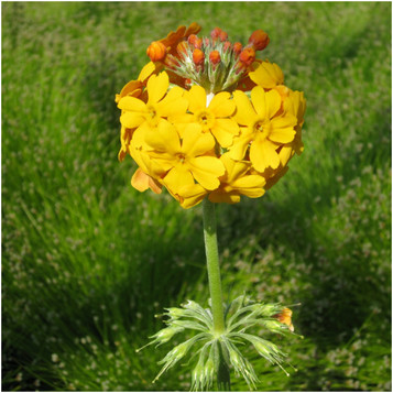 Primula bulleyana