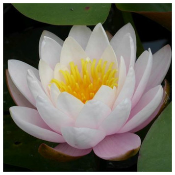 Nymphaea Marliacea Rosea Pink Water Lily