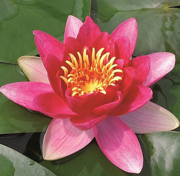 Nymphaea Vesuve Red Water Lily