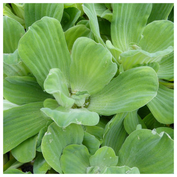 Pistia stratiotes