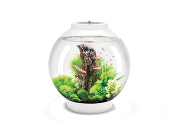 Acquario BiOrb 30 Loop - Acqua Studio Design