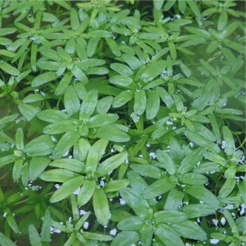Callitriche stagnalis - Starwort -  Pack of 5 Bunches