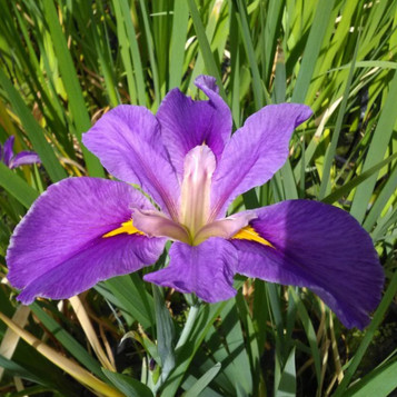 Iris louisiana Pegaletta