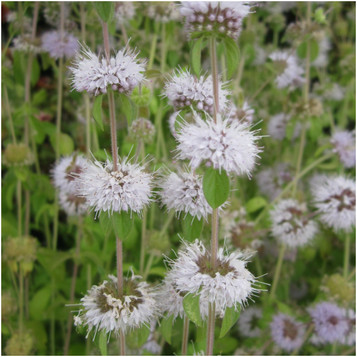 Mentha puleguim - Pennyroyal Pudding grass