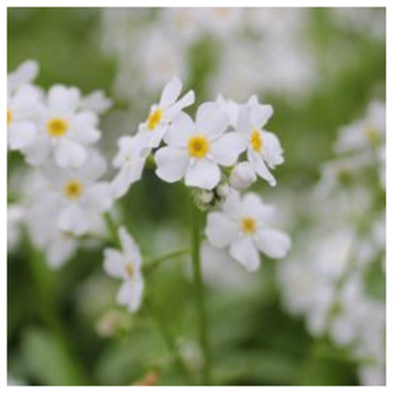 Myosotis scorpioides 'Snowflakes' - White water forget-me-not MYOSSN