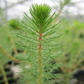 Myriophyllum crispatum - Upright water milfoil