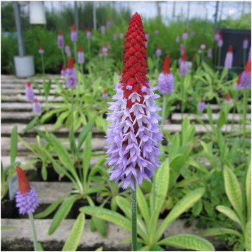 Primula vialii - Vial's primrose