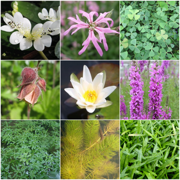 Blooming Marvellous Pond Plant Collection for a small pond (including white lily)