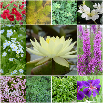 Blooming Marvellous Pond Plant Collection for a Large pond (including yellow lily)
