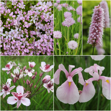 'Pretty in Pink' Marginal Pond Plant Collection 'Pretty in Pink' Marginal Pond Plant Collection