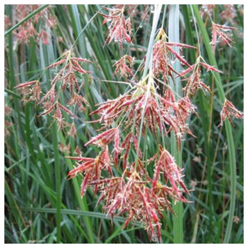 Cyperus longus - Sweet galingale
