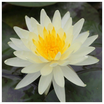 Nymphaea Lemon Mist - Yellow Water Lily
