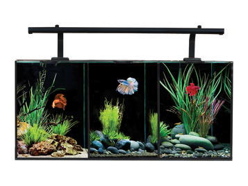 Aquarium - Fish Tanks - Aqua One Aquariums - Betta / Siamese Fighting Fish  Aquariums - World of Water Aquatic Centres