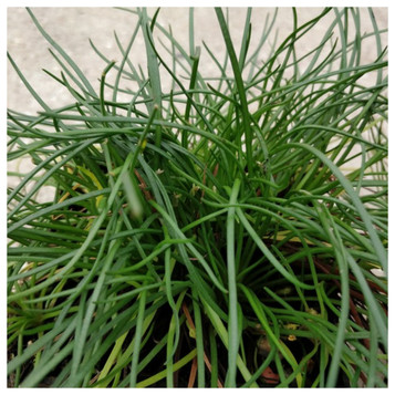 Littorella Uniflora - Shoreweed