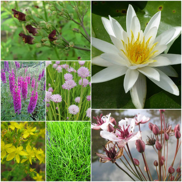 Great British Native Lily And Friends