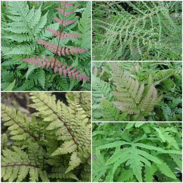 pond plant ferns