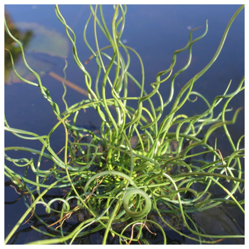 Juncus effusus ʋar spiralis | Corkscrew rush Pond Plants | UK Grown |  Direct Deliʋery