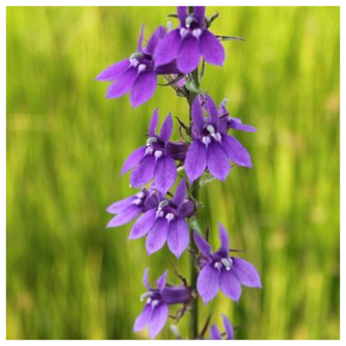 Lobelia vedrariensis | Purple Lobelia | UK Grown | Direct Delivery