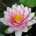 Nymphaea Darwin - Pink Water Lily