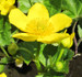 Caltha palustris polypetala - Giant King Cup
