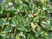 Houttuynia cordata `Chameleon' - Harlequin plant