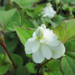 Houttuynia cordata ‘Plena’ - Orange peel plant