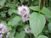Mentha aquatica - Water mint