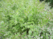 Oenanthe japonica 'Flamingo' - Variegated water dropwort