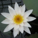 Nymphaea Gladstoniana - White Water Lily