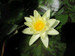 Nymphaea Marliacea Chromatella - Yellow Water Lily