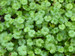 Hydrocotyle nova zealand - Miniature pennywort HYDNZE